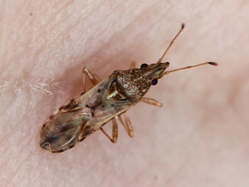 Réf. 286 395 : Belonochilus numenius